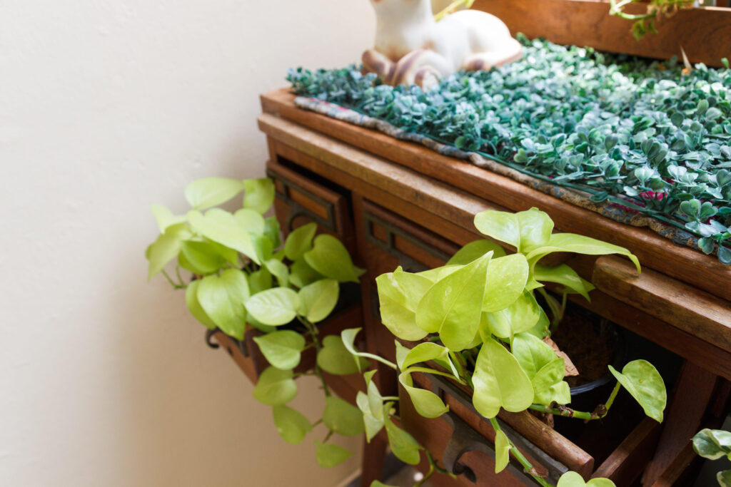 plant growing in wooden desk drawer