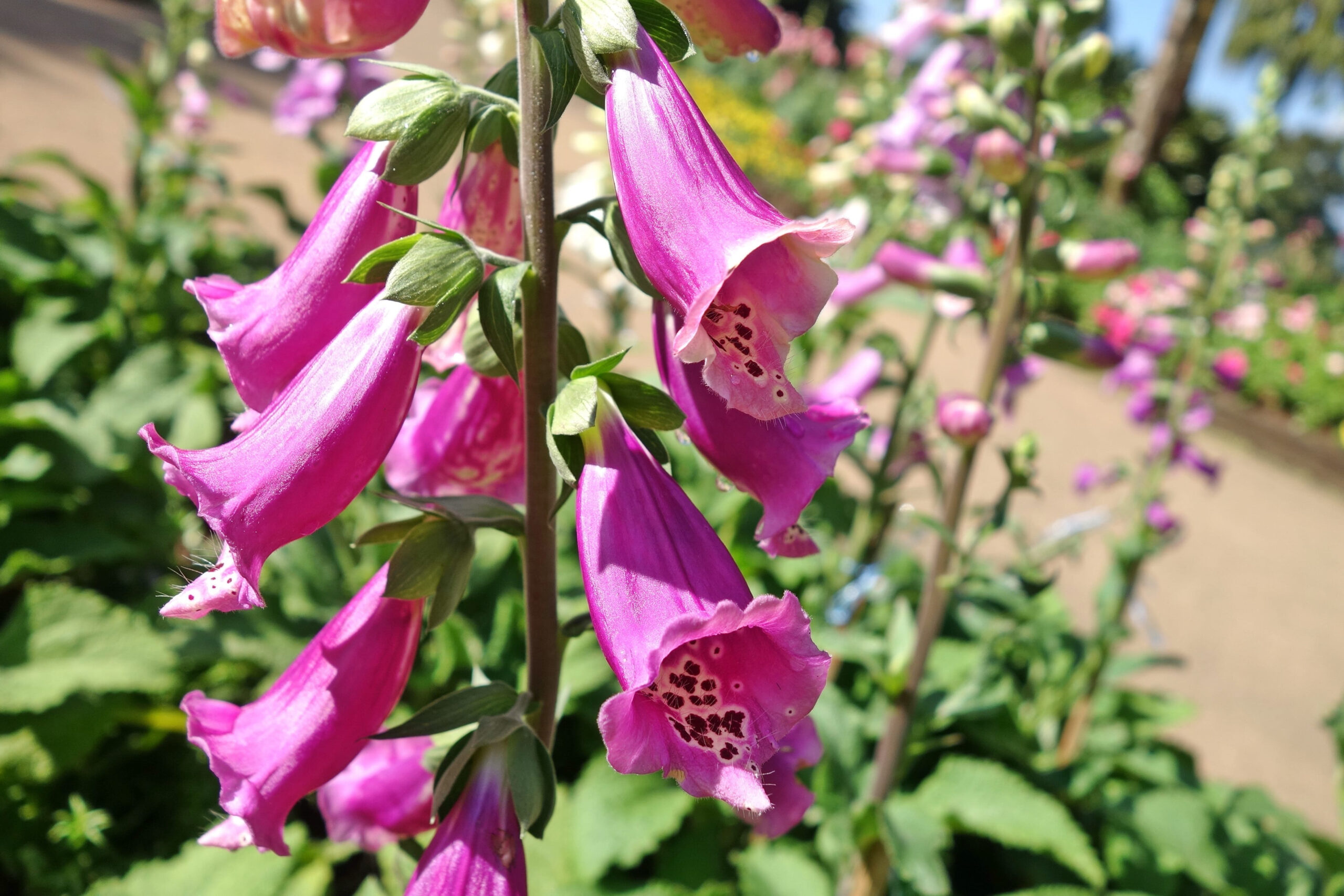 10 Plants That Led to Useful and Lifesaving Drugs Still Used in Modern Medicine