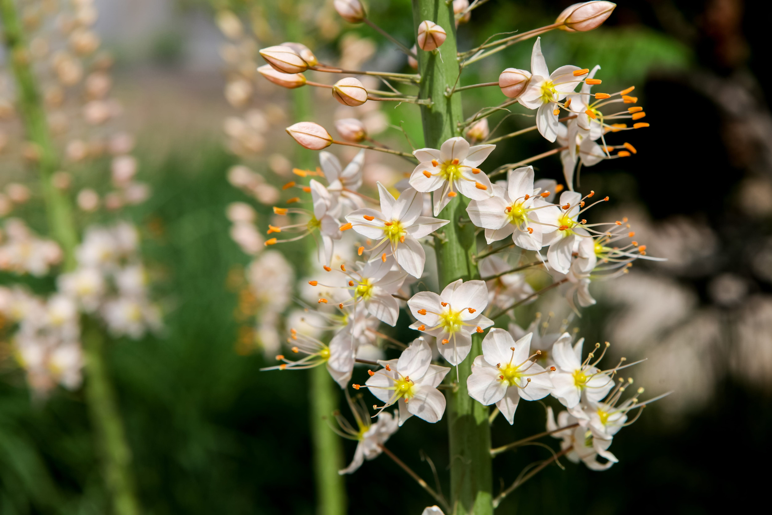 Death Camas