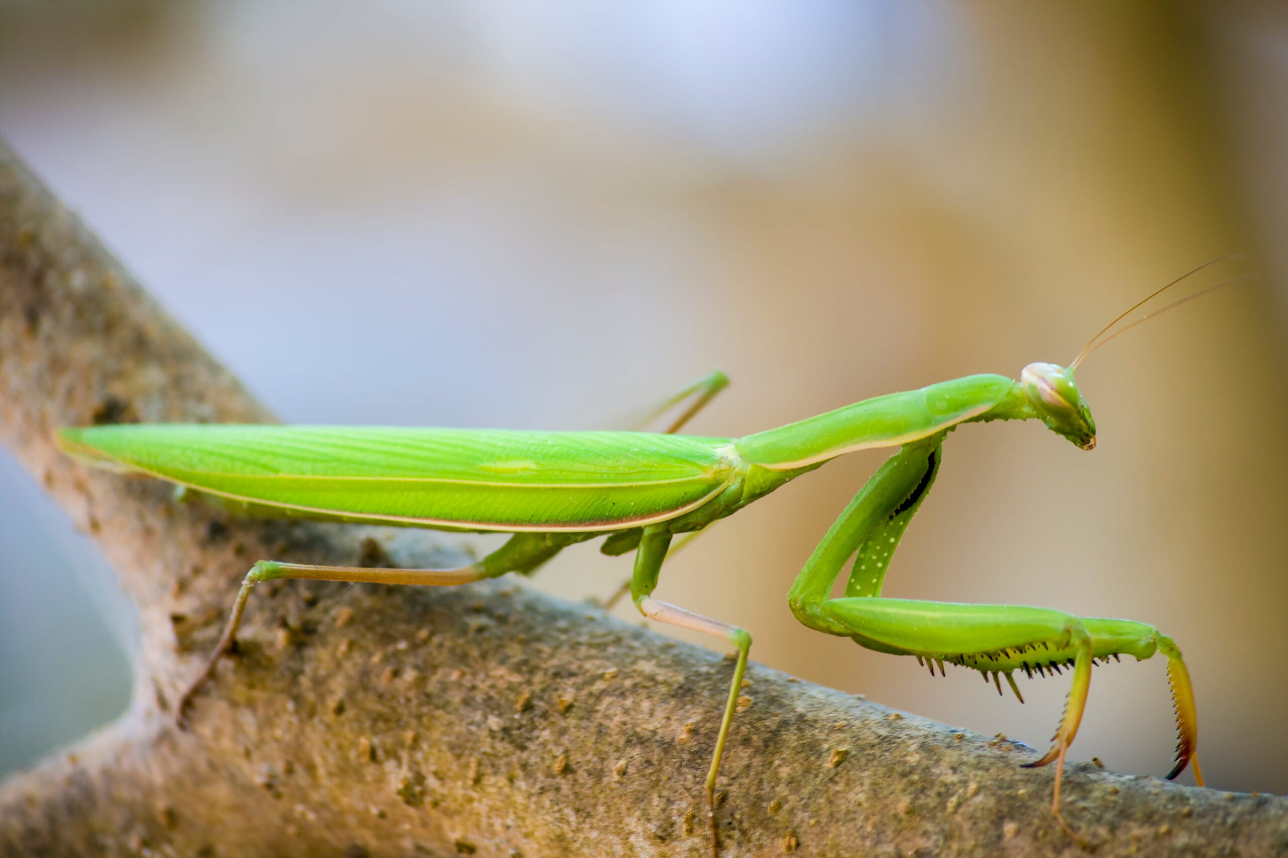 10 Animals That Die After Mating and the Brutal Logic Behind Reproductive Suicide