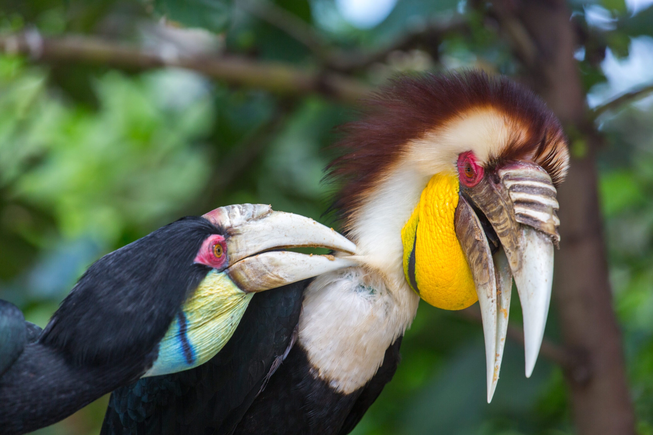 10 Most Romantic Animals in the World, And the Love Stories That Make Them Unforgettable