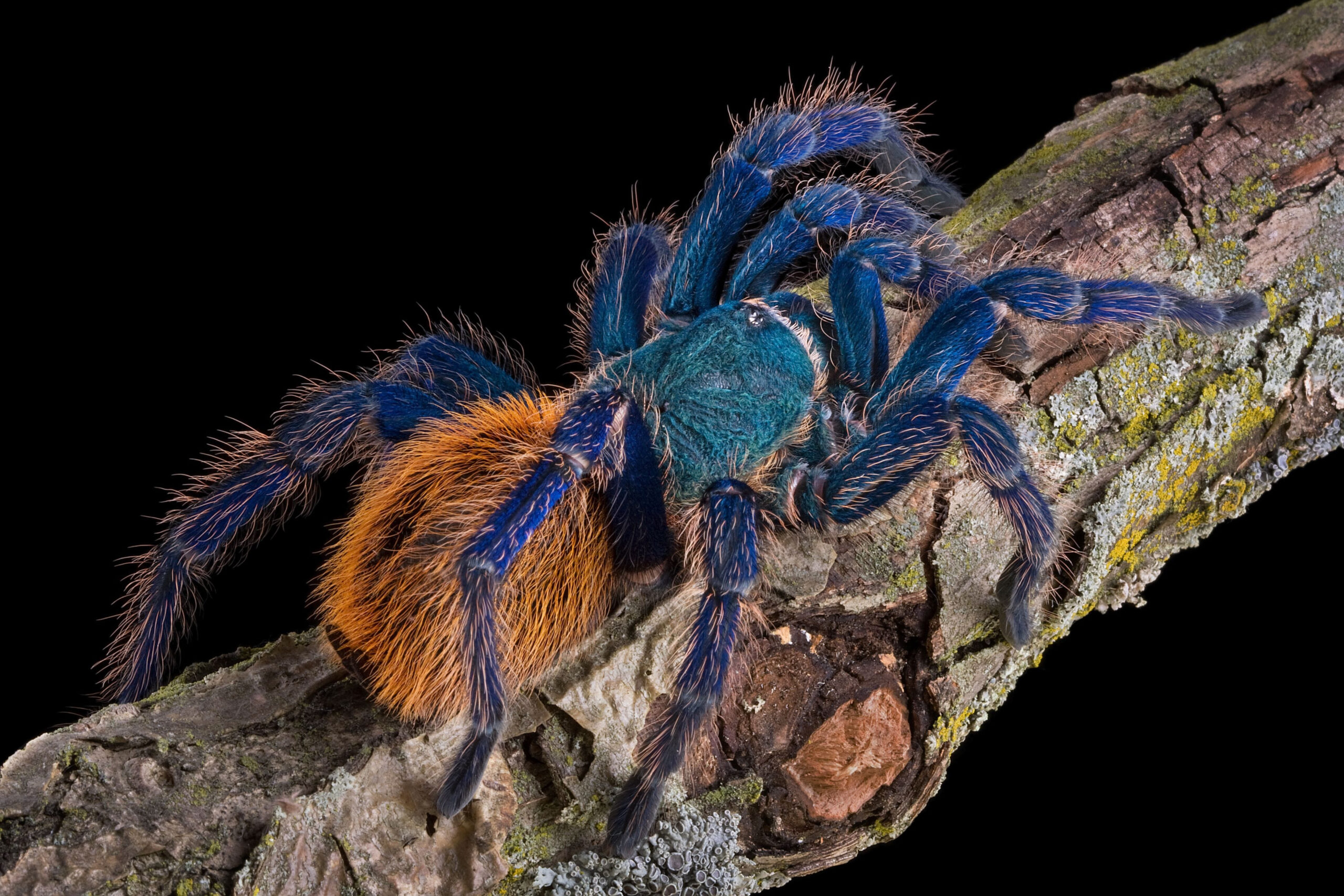 10 Astonishingly Beautiful Spiders That Challenge Everything We Think About Arachnids