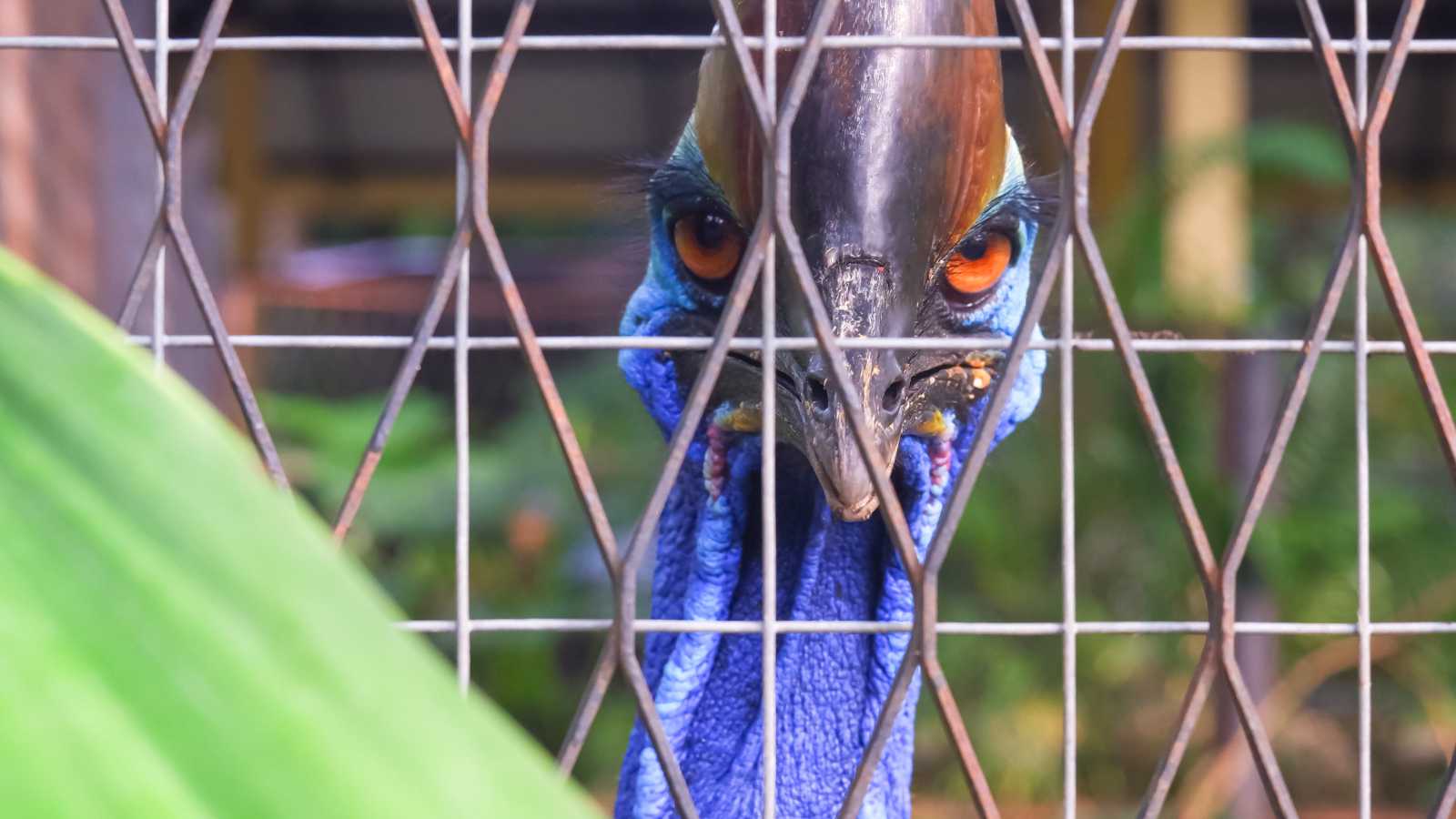 10 Terrifying Birds You Shouldn’t Get Too Close To: Nature’s Feathered Predators