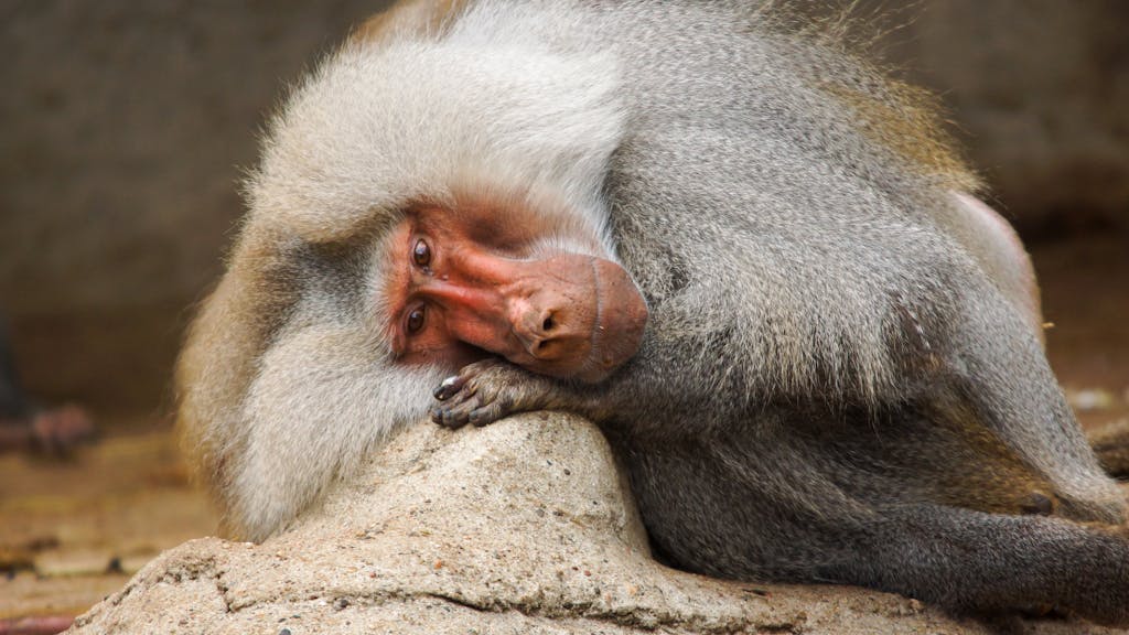 A baboon relaxing on a rock, showcasing its tranquil demeanor and distinctive features.