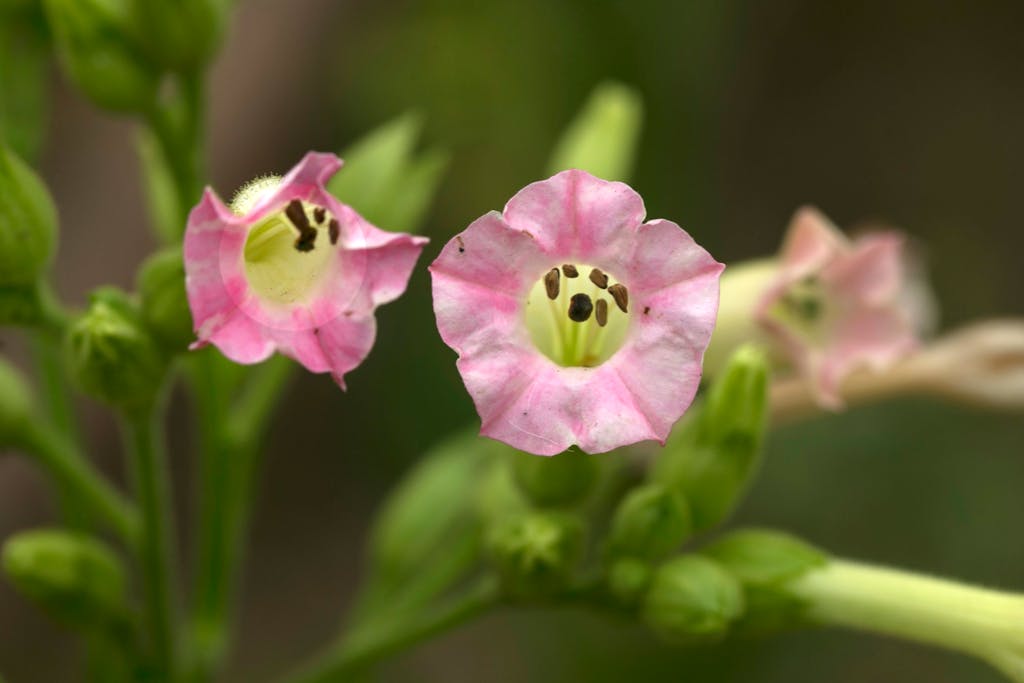 A detailed shot of pink Nicotiana flowers showcasing their delicate petals and natural beauty.