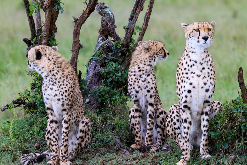 A group of cheetahs in their natural habitat, displaying beautiful spotted coats in the African wilderness.