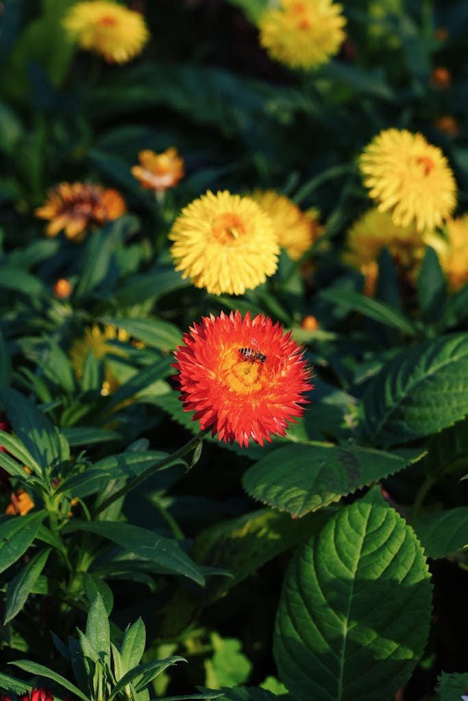 A vibrant red strawflower with a bee amidst lush green foliage, highlighting nature's beauty.