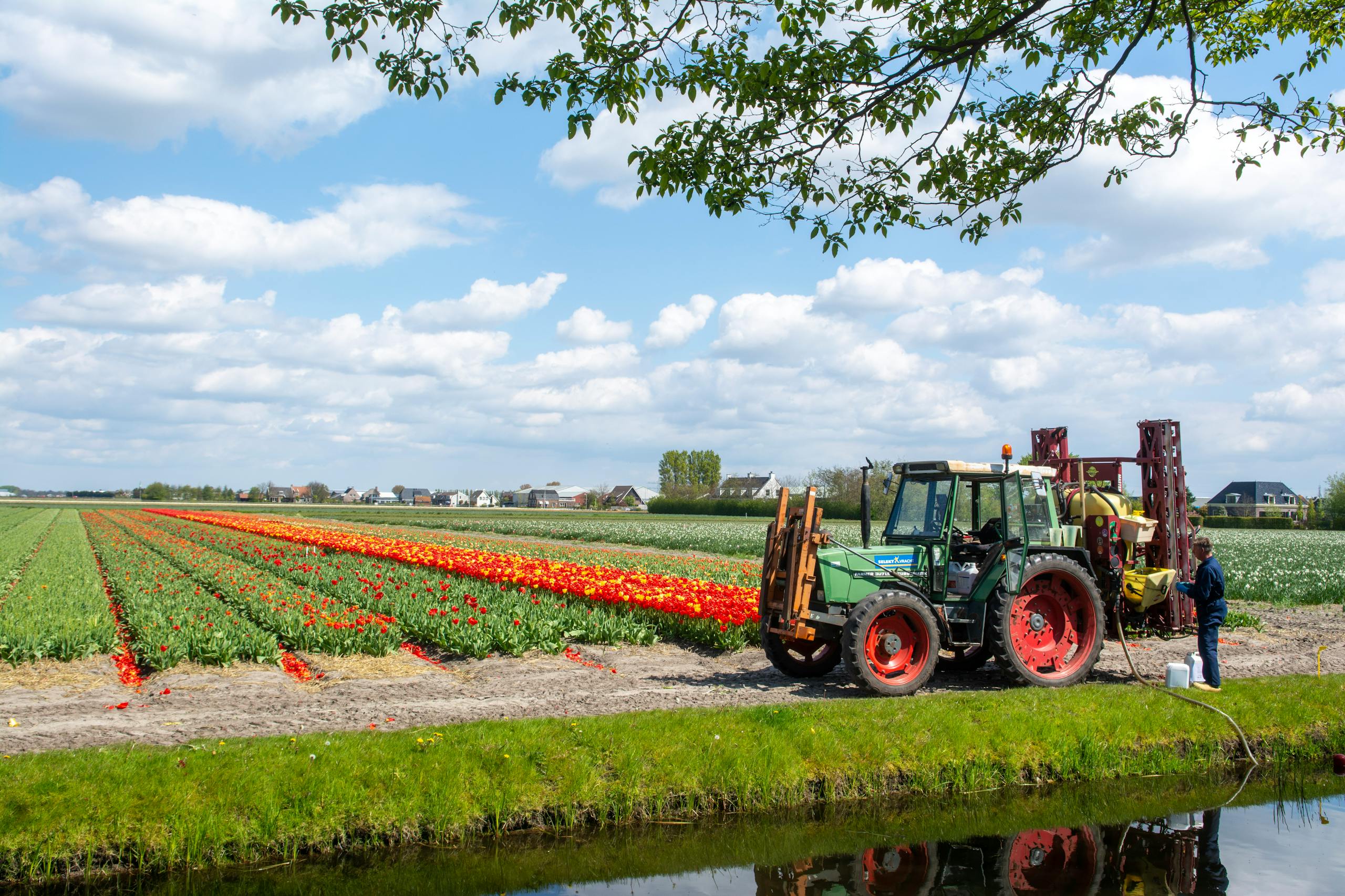 A vibrant tulip field with a tractor and a farmer working under a sunny sky.