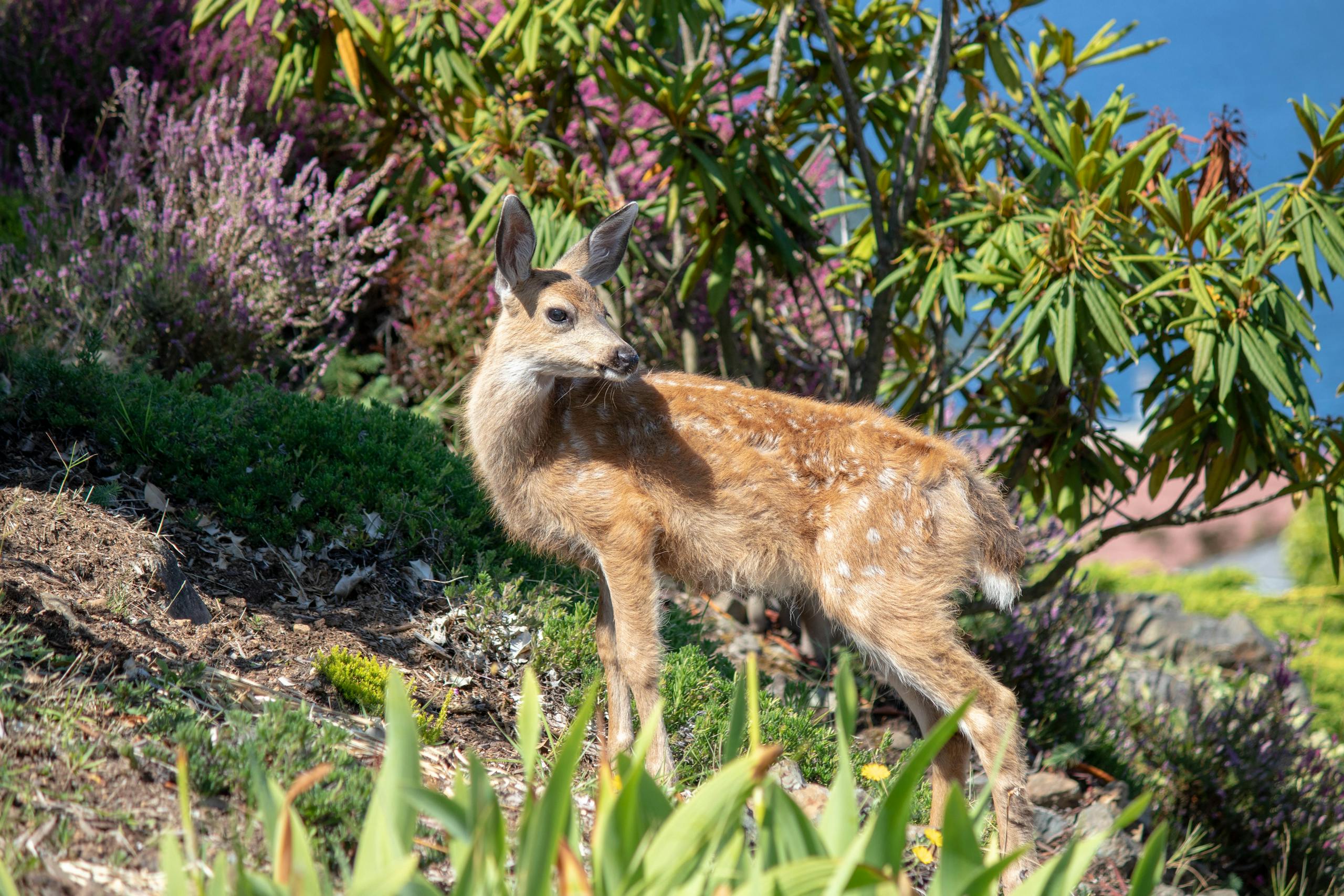 A young deer fawn in a vibrant garden setting in British Columbia.