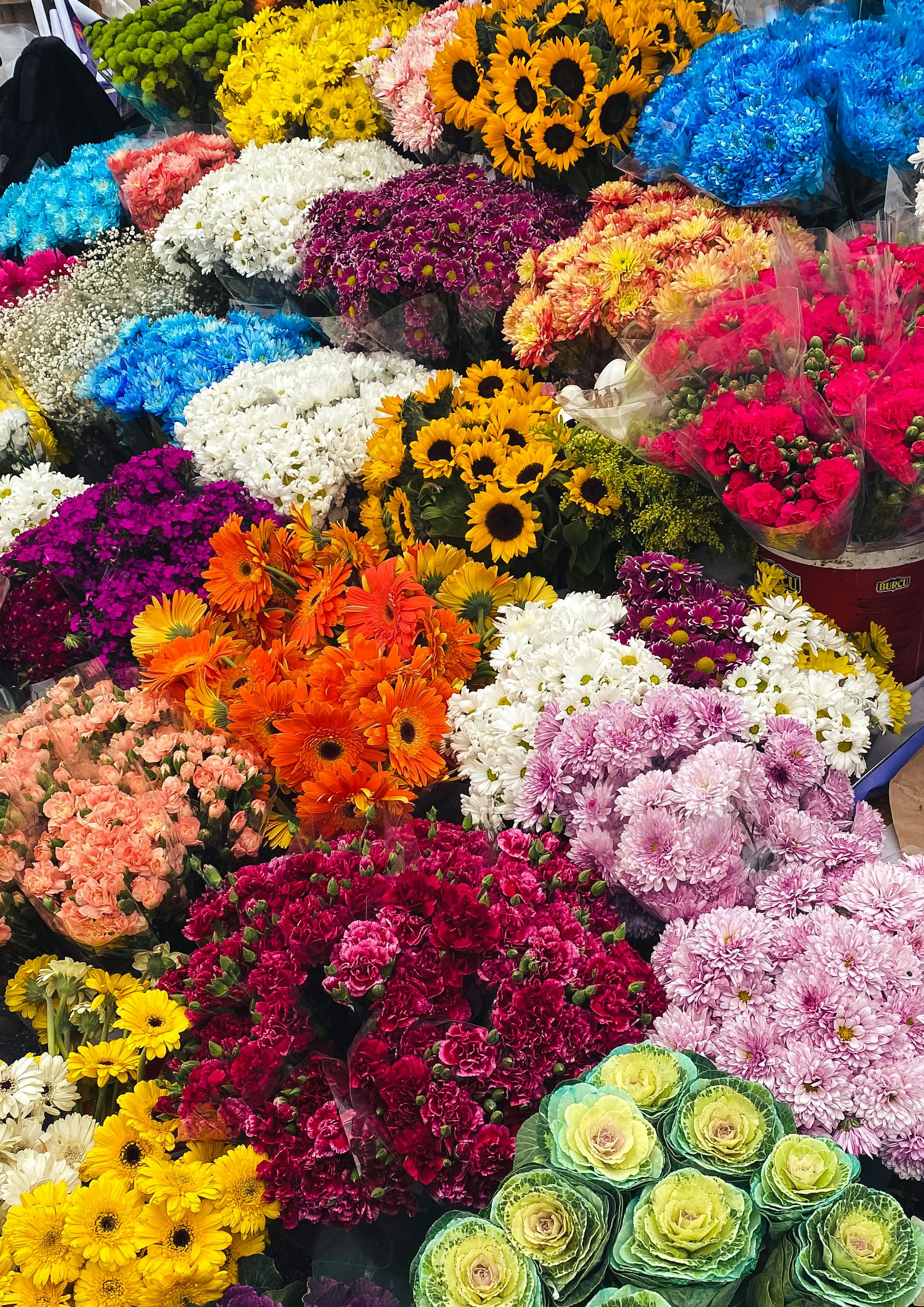 An array of colorful flowers in full bloom, showcasing diverse varieties.