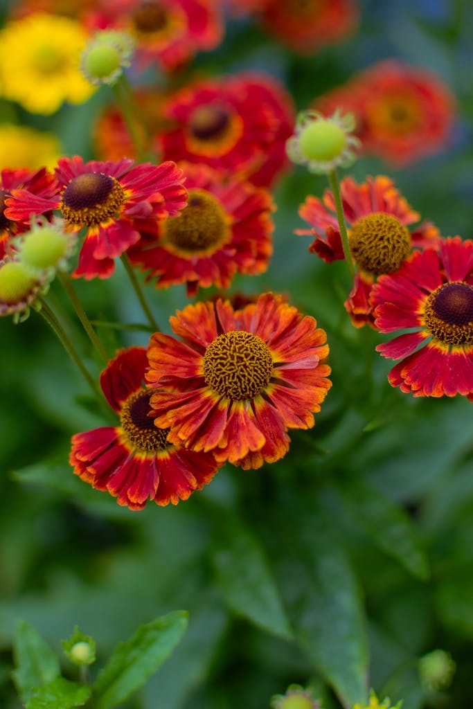 helenium