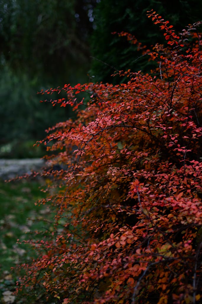 Beautiful red leaves of Japanese Barberry shrub in autumn setting.