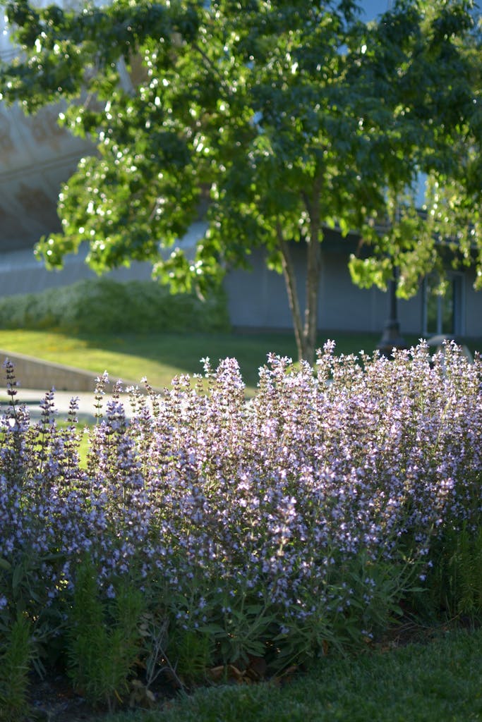 Beautiful sage flowers blooming under sunlight in a tranquil garden setting.