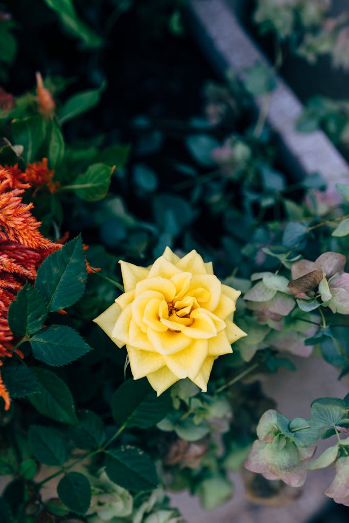 Beautiful yellow rose blooming amidst foliage, capturing vibrant garden elegance.