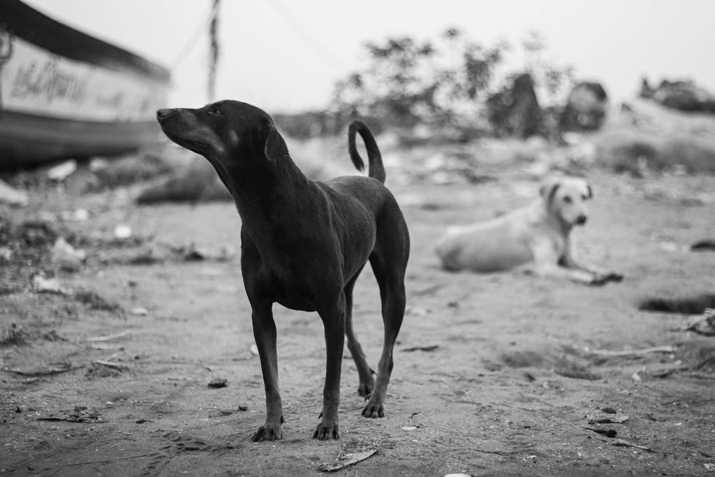 Black and white photo of stray dogs in a gritty urban Chennai setting.