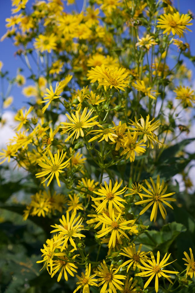 Bright and vibrant yellow wildflowers bloom under a clear blue sky in a rural field setting.