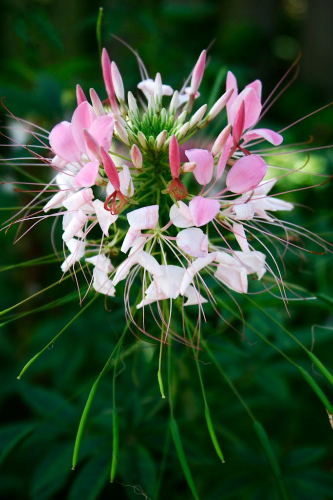Bright pink Cleome flower blooming in lush green garden, showcasing its unique petals.