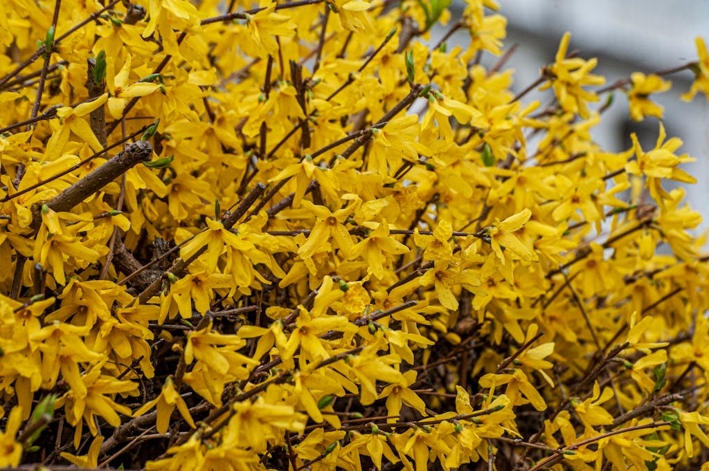 Bright yellow forsythia flowers in full bloom, capturing the essence of spring.