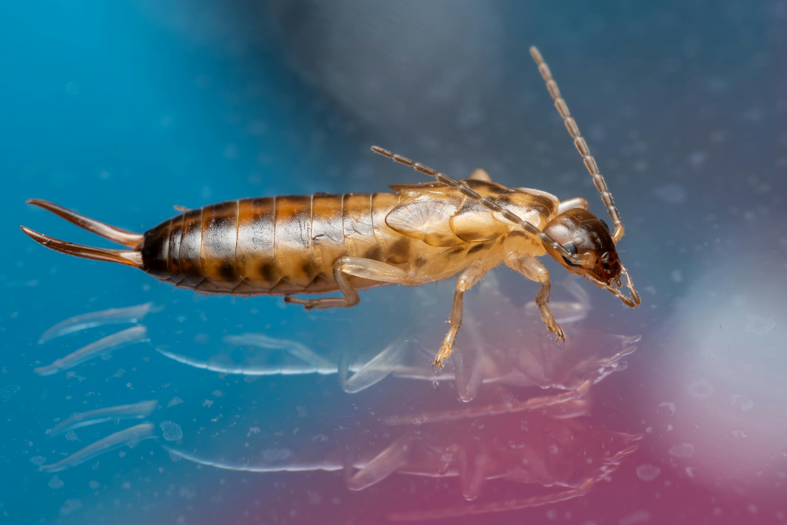 Close-up image of an earwig (Forficula auricularia) on a vibrant, colorful surface.