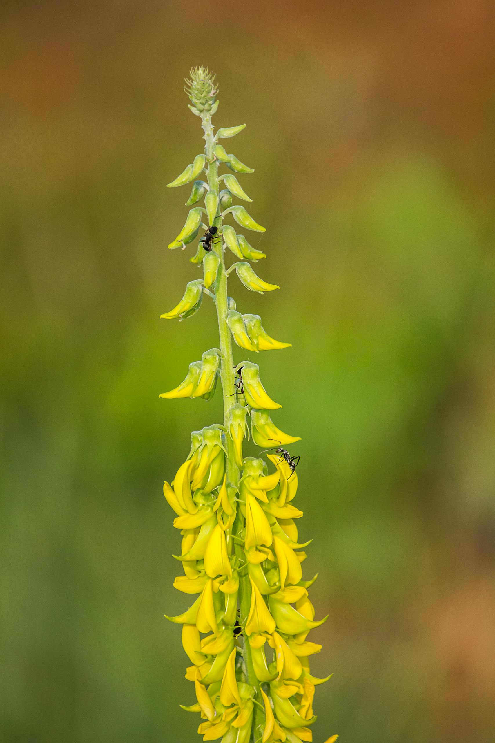 Close-up of a tall yellow wildflower with ants, showcasing nature's intricate details against a blurred background.