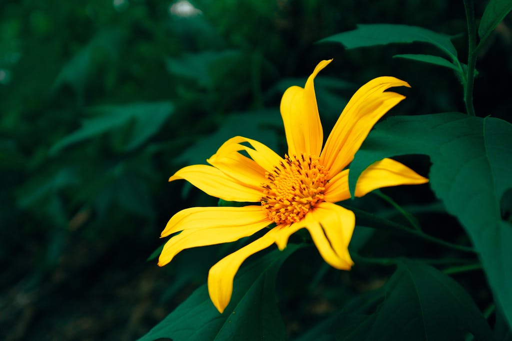Close-up of a vibrant Mexican sunflower in full bloom with lush green leaves.