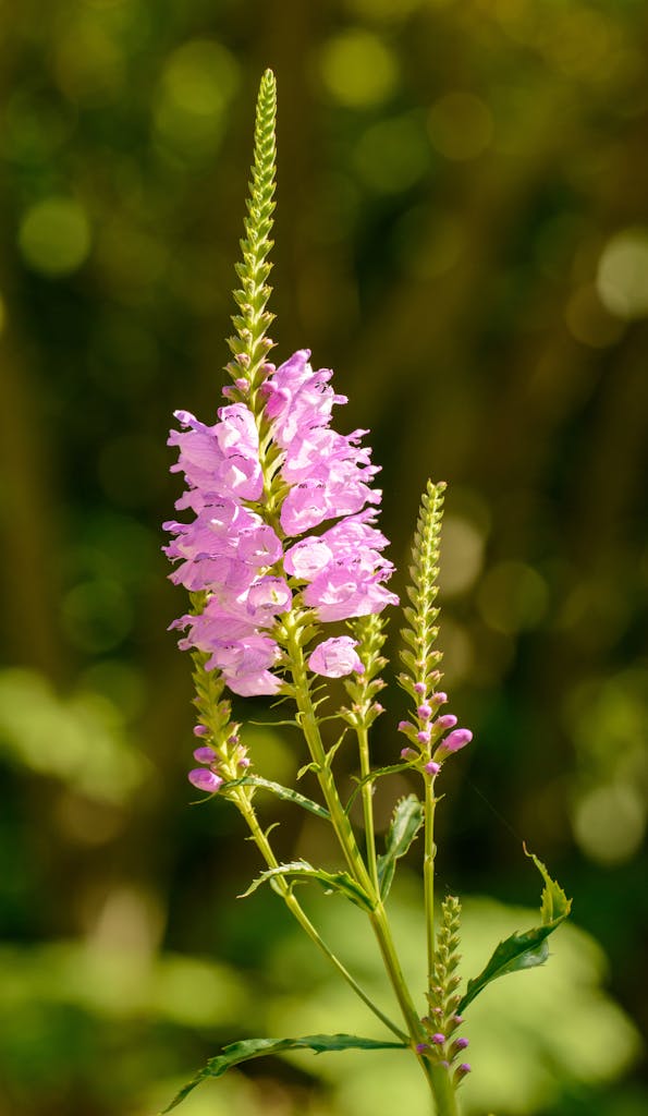 Close-up of a vibrant pink obedient plant in full bloom against a lush green background.