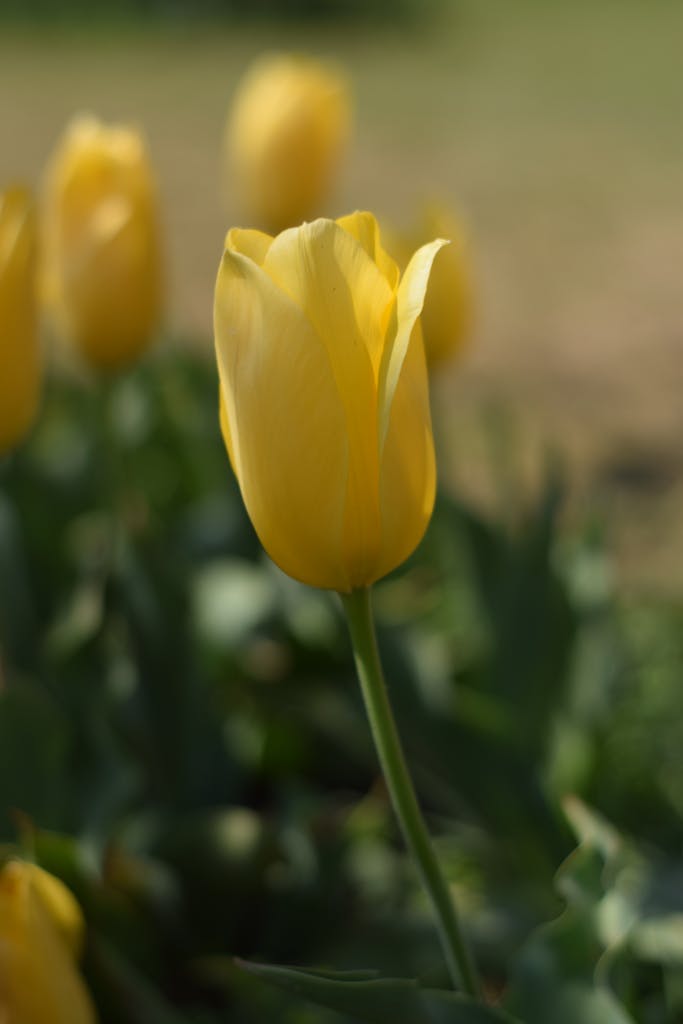 Close-up of blooming yellow tulips in a garden in Srinagar, highlighting their vibrant beauty.
