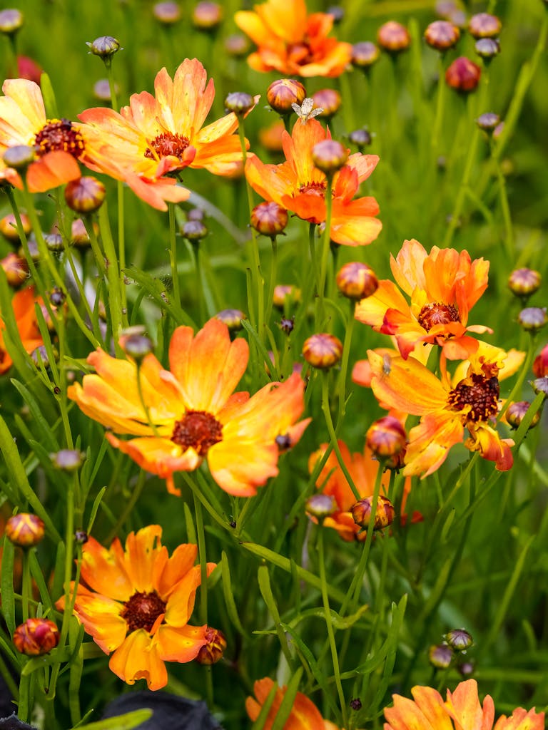 Close-up of bright orange garden tickseed flowers in a lush green field.