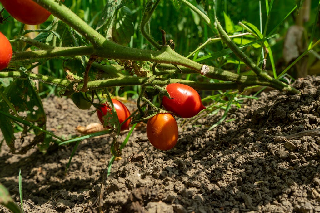 Close-up of ripe tomatoes growing on a vine in an organic vegetable garden, basking in sunlight.