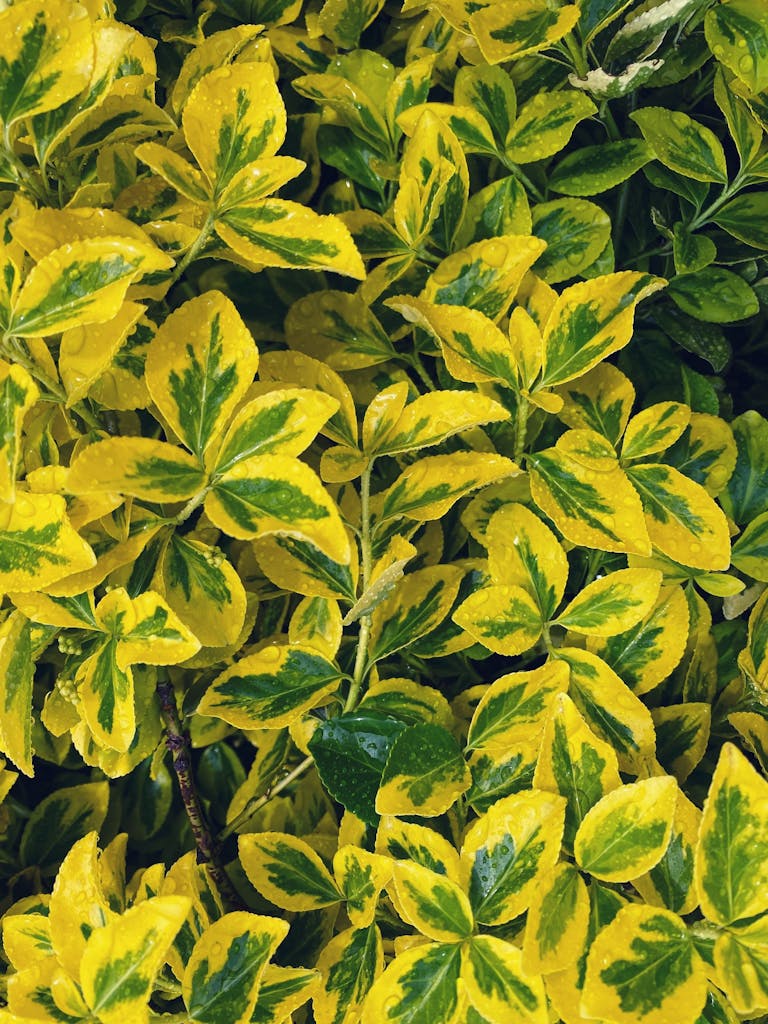 Close-up of vibrant Euonymus leaves with dew drops, capturing nature's intricate beauty.