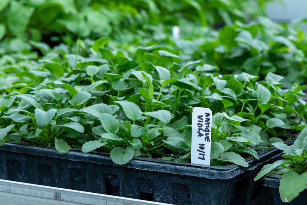 Close-up of vibrant green plant seedlings labeled "Antique Viola" growing in a nursery tray.