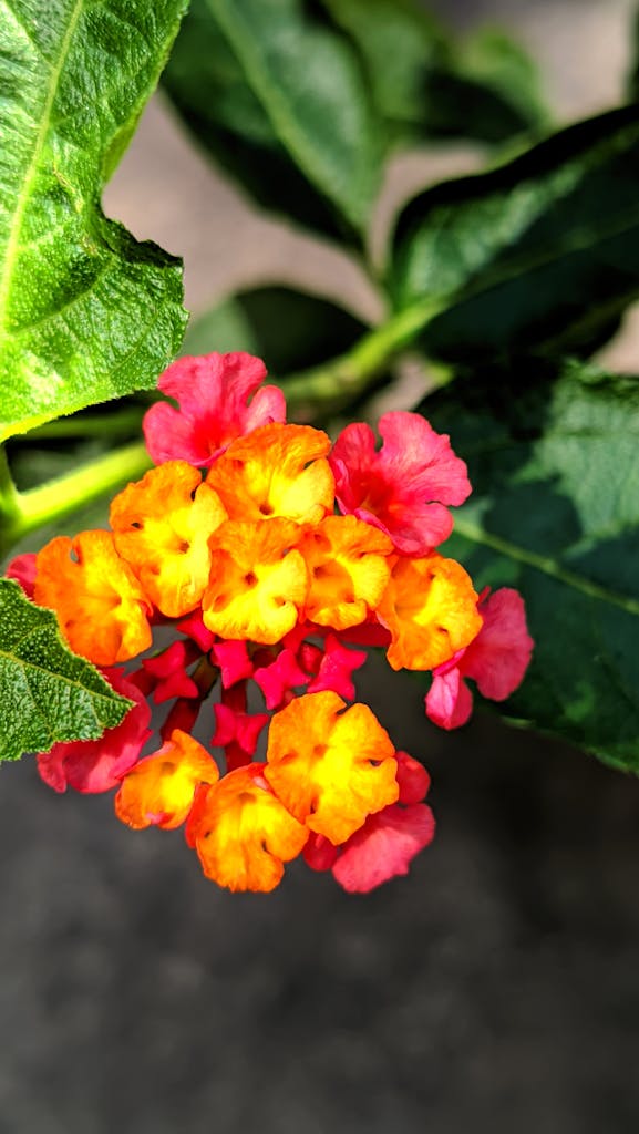 Close-up of vibrant orange and pink lantana flowers captured in sunlight.