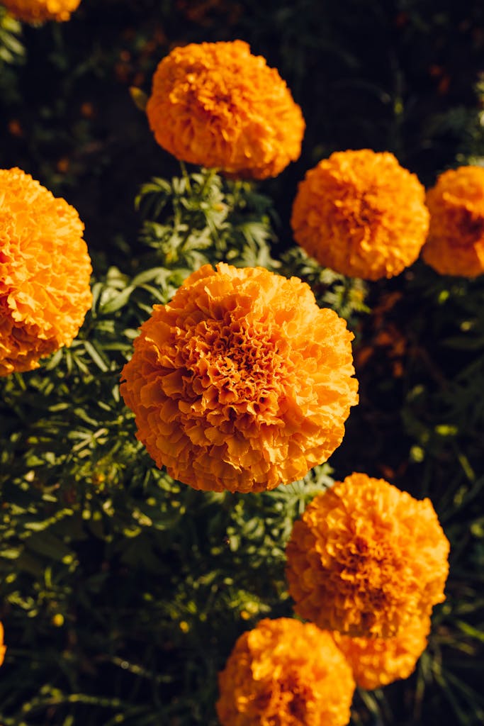 Close-up of vivid orange marigold flowers in natural sunlight, showcasing fresh petals.