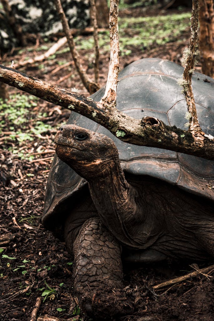 Close-up shot of a Galapagos giant tortoise in its natural setting, showcasing wildlife and nature.
