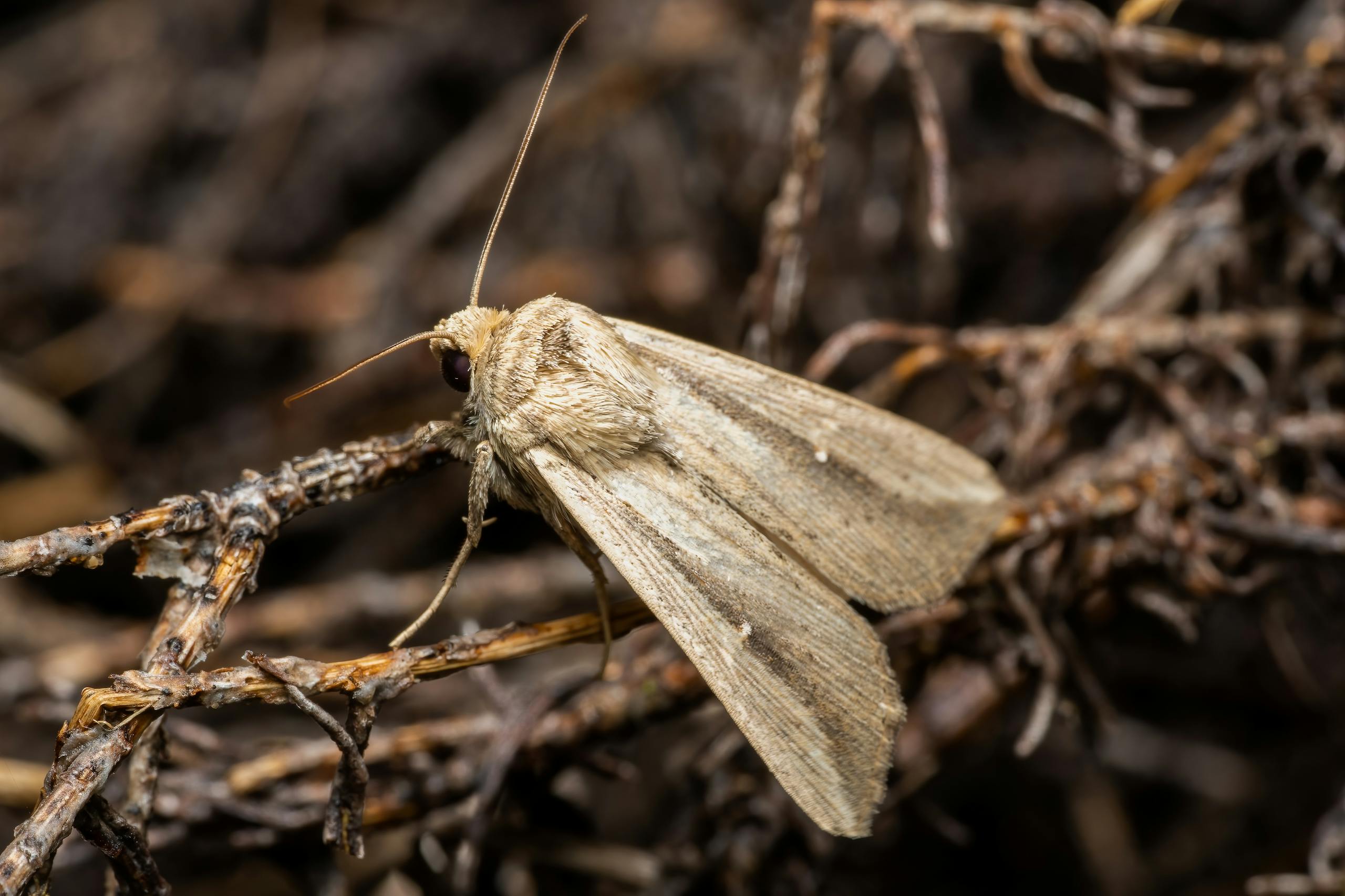 Close-up shot of a nocturnal moth resting on twigs in Valencia, showcasing intricate details and textures.