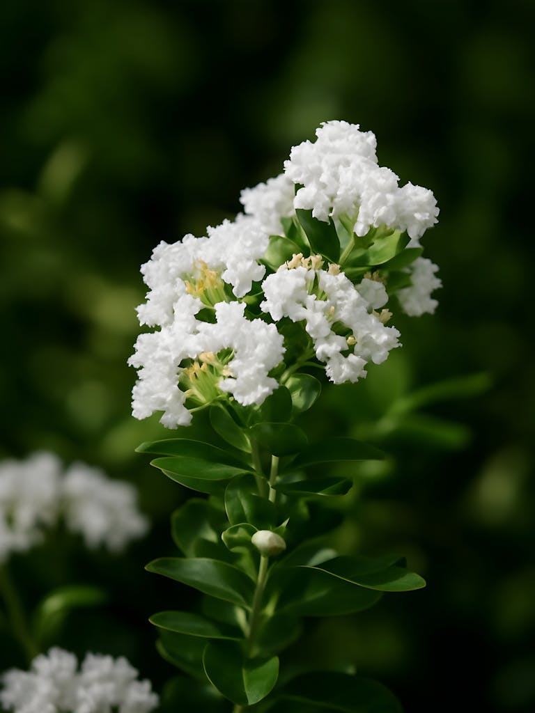 Close-up shot of a white crape myrtle bloom against a lush green background.