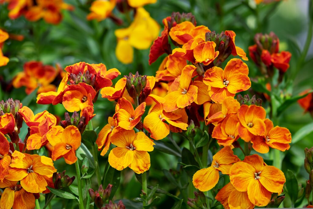 Lobelia