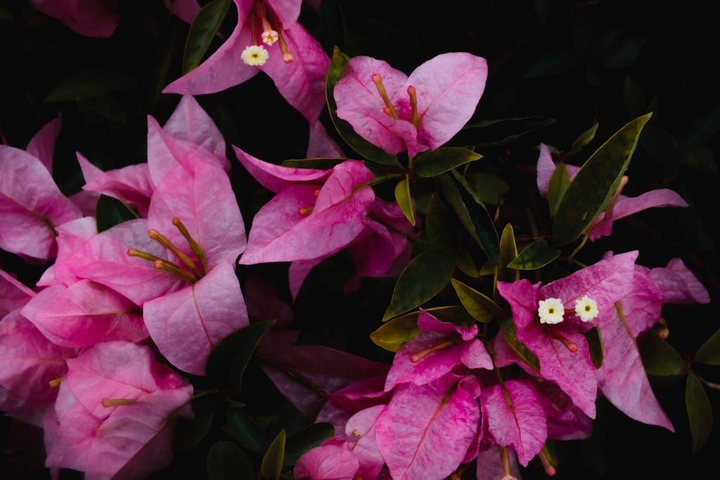 Delicate purple flower with fresh green leaves in blossom in summer tropical garden