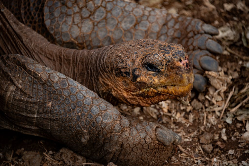 Detailed close-up of a Galapagos giant tortoise resting in its natural habitat.