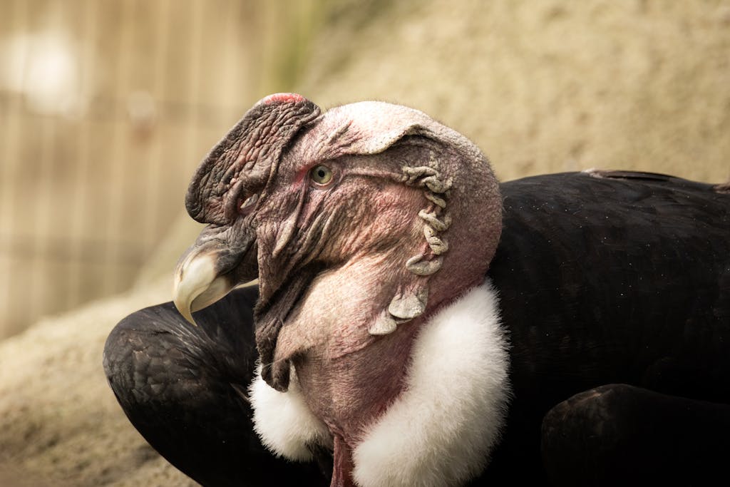 Detailed close-up of an Andean Condor showing its unique features in a natural habitat.