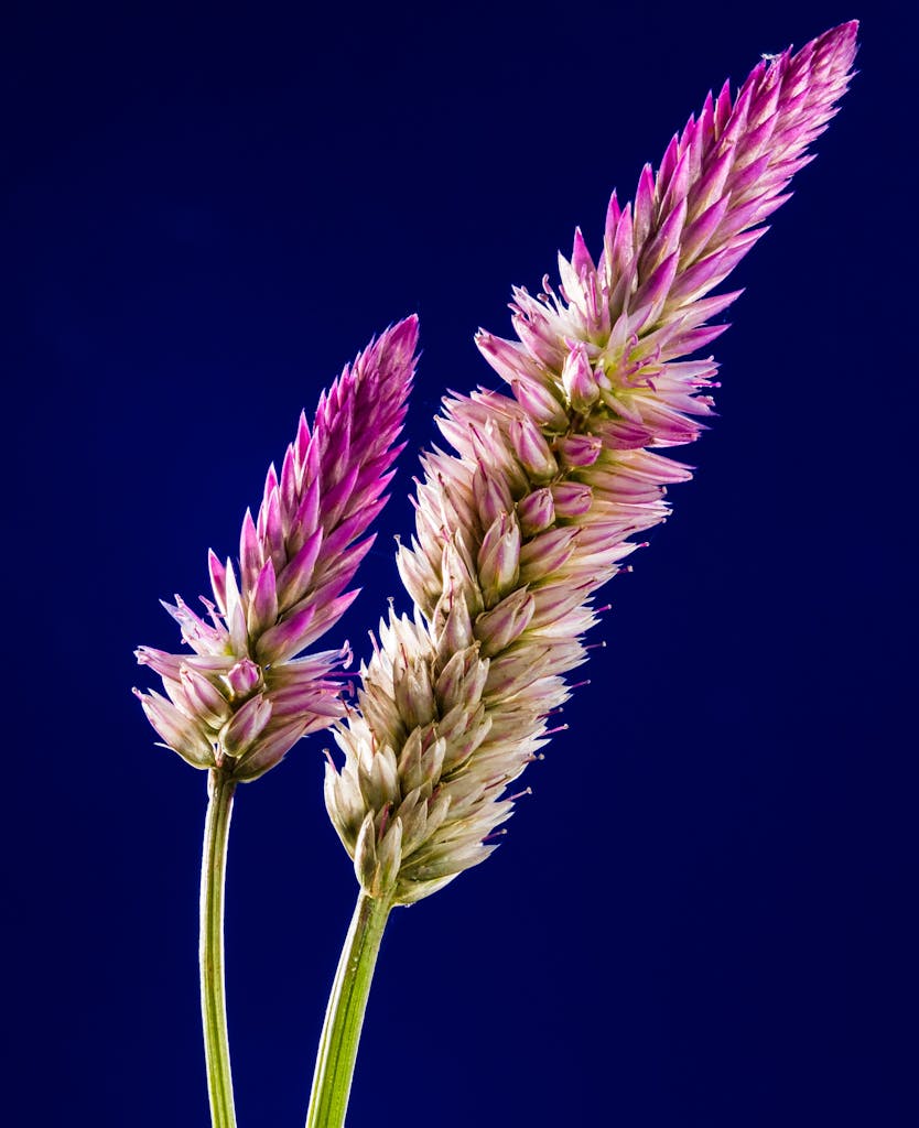 Detailed close-up of vibrant pink celosia flowers against a deep blue background.