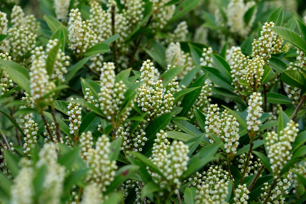 Detailed view of blooming cherry laurel with lush green leaves and small white flowers.