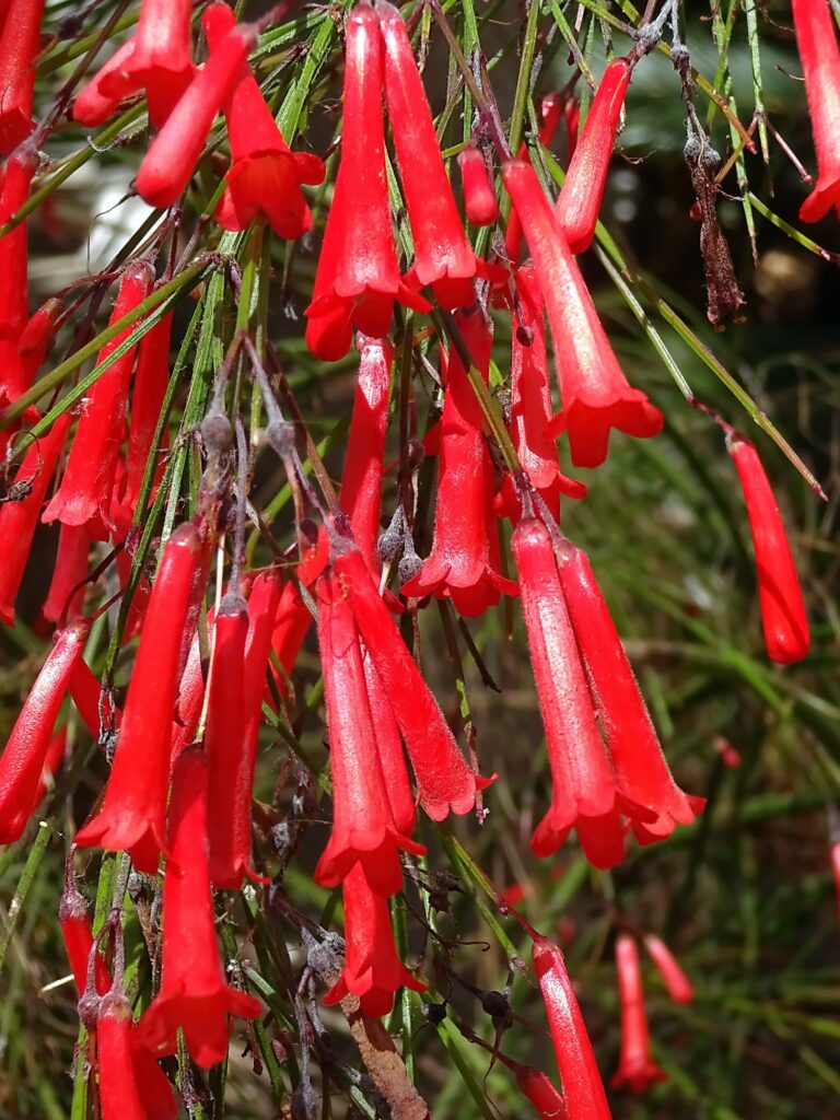 Coral bell