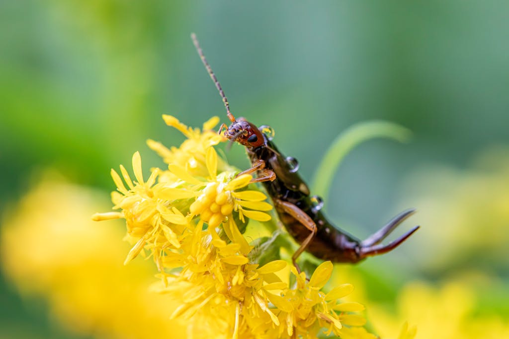 European earwig (Forficula auricularia) on vibrant yellow flora. Nature's intricate details.