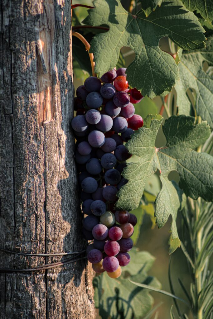 grape