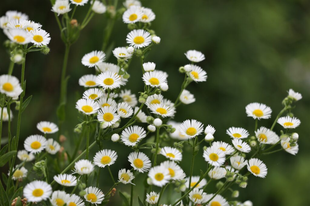 fleabane