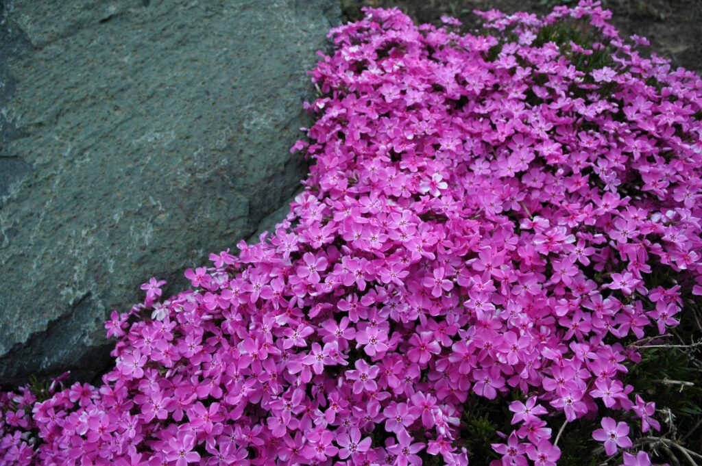 phlox