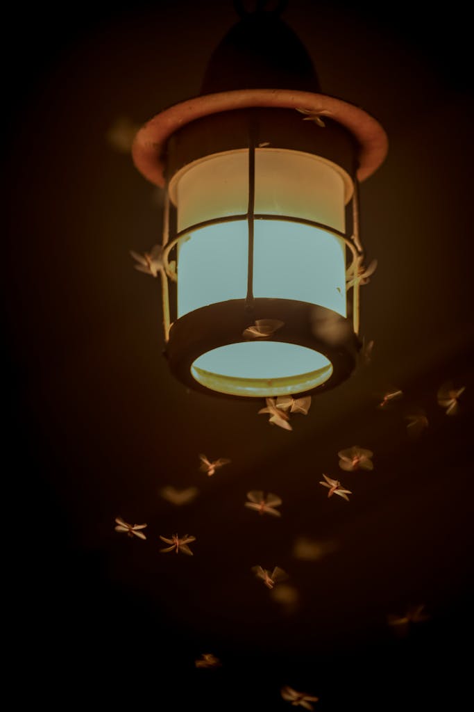 Illuminated lantern surrounded by flying insects in the dark night.