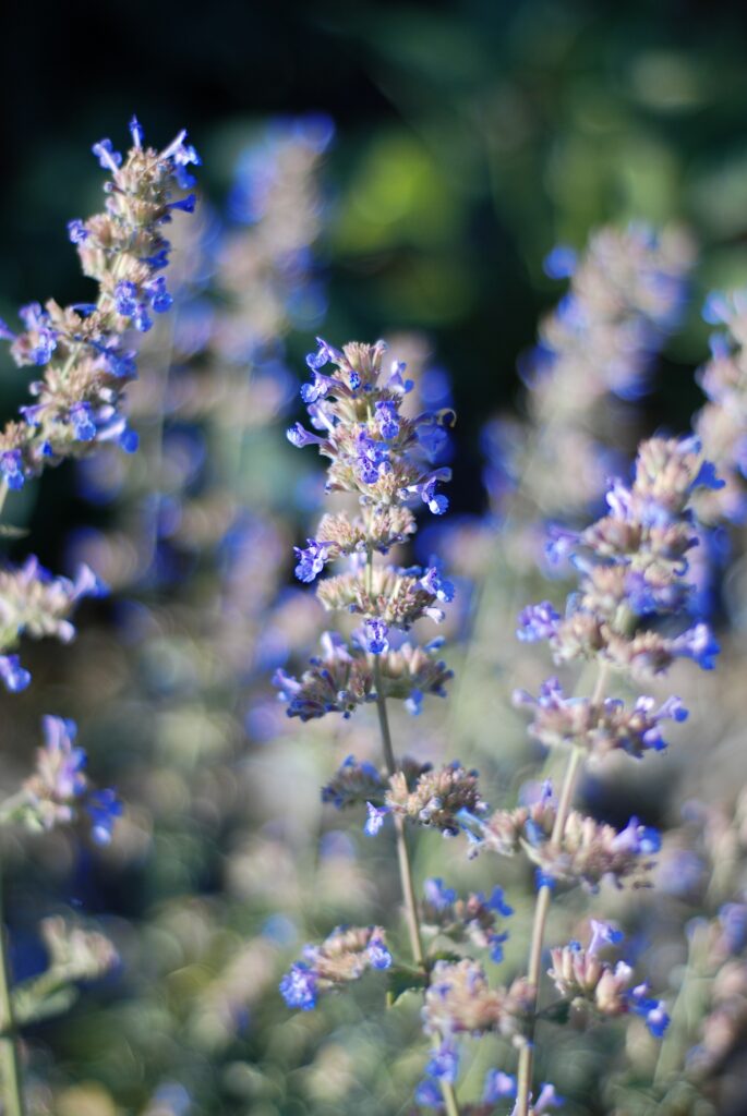 catmint