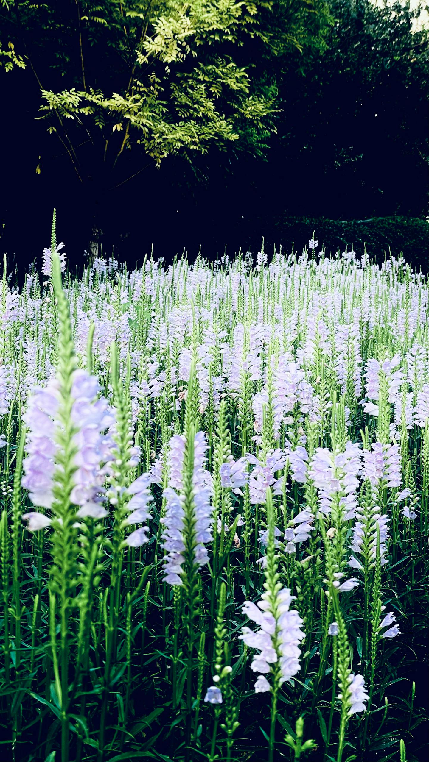 Lush field of white Physostegia virginiana flowers blooming outdoors in Bin Hai, China.